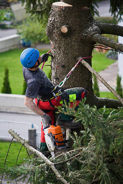 How Our Tree Care Process Works  in  Black Mountain, NC