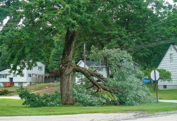 Best Emergency Tree Removal  in Black Mountain, NC