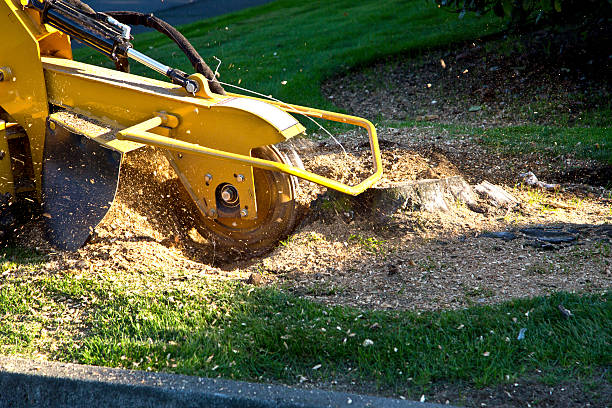 Best Stump Grinding and Removal  in Black Mountain, NC